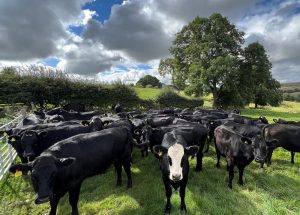 Farm-Adventure-Cattle-Carousel-1000x1000